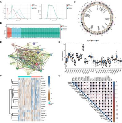 Integrated analysis reveals crosstalk between pyroptosis and immune regulation in renal fibrosis